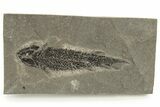 Devonian Lobed-Fin Fish (Osteolepis) Fossil - Scotland #231964-1